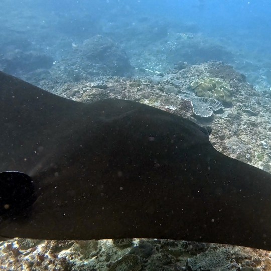 King Dive Bali ศูนย์ดำน้ำ PADI ใน Sanur บาหลี มีแพ็คเกจทัวร์ดำน้ำ พักค้างคืนในโรงแรมใกล้จุดดำน้ำ เหมาะสำหรับผู้ที่ต้องการดำน้ำหลายแห่งหลายครั้ง พร้อมบ [..]