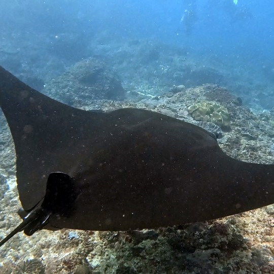 King Dive Bali ศูนย์ดำน้ำ PADI ใน Sanur บาหลี มีแพ็คเกจทัวร์ดำน้ำ พักค้างคืนในโรงแรมใกล้จุดดำน้ำ เหมาะสำหรับผู้ที่ต้องการดำน้ำหลายแห่งหลายครั้ง พร้อมบ [..]