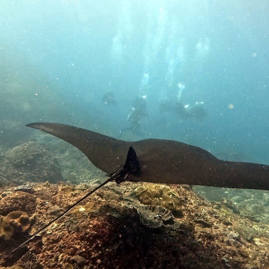 King Dive Bali ศูนย์ดำน้ำ PADI ใน Sanur บาหลี มีแพ็คเกจทัวร์ดำน้ำ พักค้างคืนในโรงแรมใกล้จุดดำน้ำ เหมาะสำหรับผู้ที่ต้องการดำน้ำหลายแห่งหลายครั้ง พร้อมบ [..]